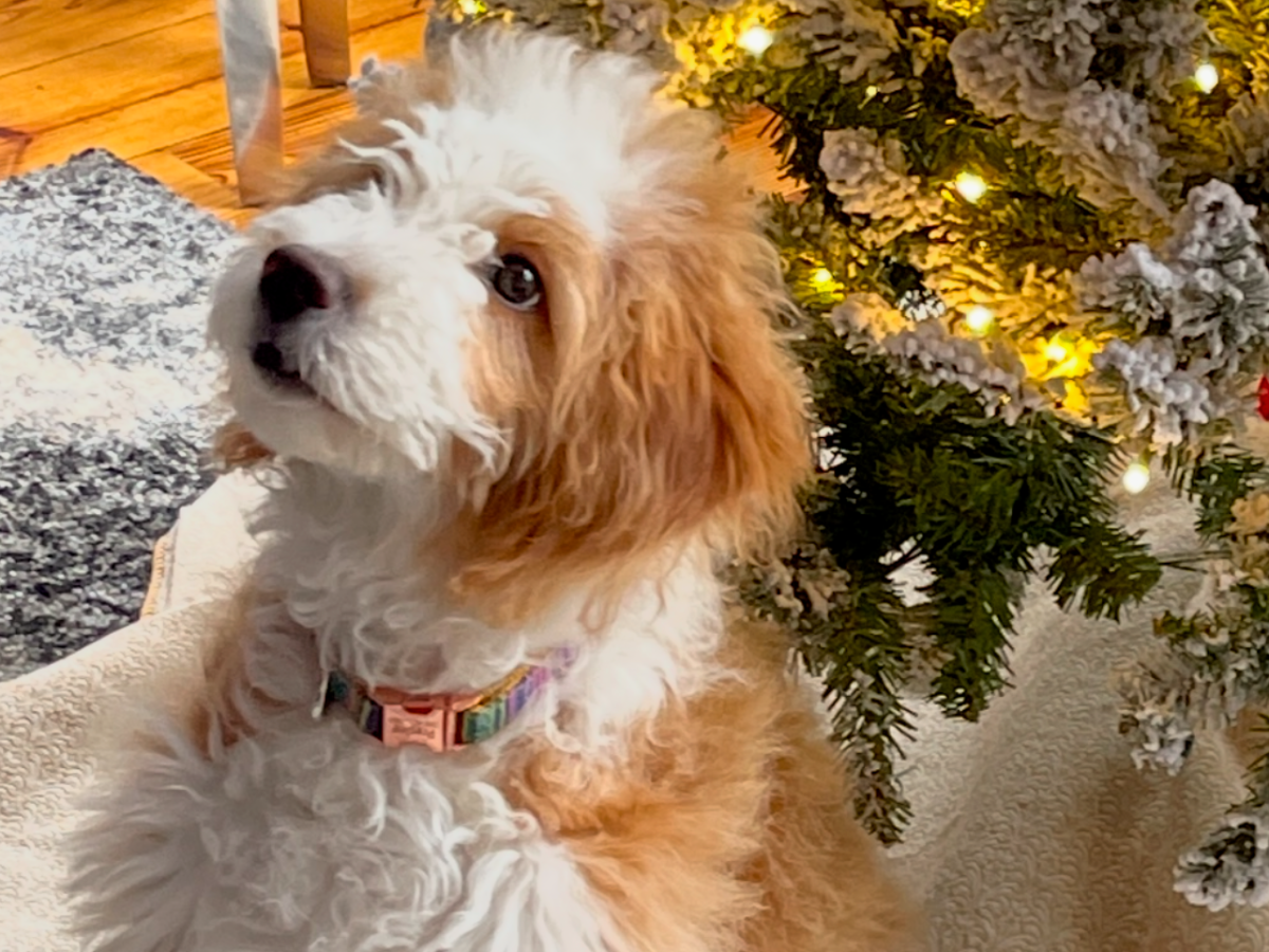 The Ultimate Guide to Christmas Safety for&nbsp;Dogs